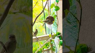 sparrows and coconut bird feeders viral shorts shortsvideo trending youtubeshorts sparrow [upl. by Attey]