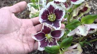 Helleborus Winter Jewels Painted [upl. by Streeter]