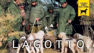 LAGOTTO ROMAGNOLO trailer documentario [upl. by Caughey]