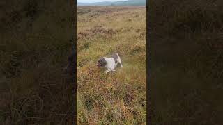 English Springer Spaniel Hunting [upl. by Lianne79]