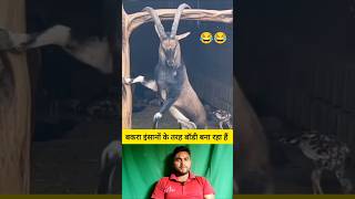 बकरा इंसानों की तरह बॉडी बना रहा है 😂 shorts goat goatshorts funnyshorts viralvideo [upl. by Dlareg]