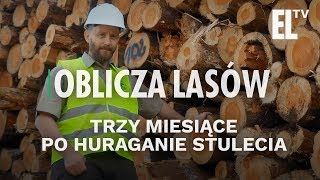 Trzy miesiące po huraganie stulecia  Oblicza lasów 38 [upl. by Anallij]