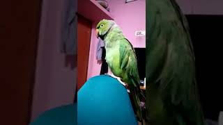 Tamil Talking parrot Lilly [upl. by Moses47]