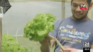 JOVEN AGRICULTOR DE NUEVA IMPERIAL APOSTÓ POR EL CULTIVO HIDROPÓNICO  NOTA TVN RED ARAUCANÍA [upl. by Nnayrrehs]