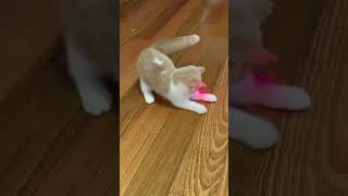 Ultimate Cat Laser Toy  Smart MotionActivated and Adjustable MyPetsie [upl. by Sherrod]