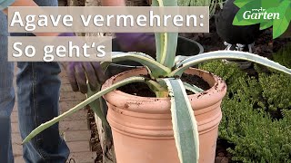 Agaven vermehren  MDR Garten [upl. by Rodrick]