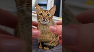 cat abyssinian abyssiniancat [upl. by Ines]