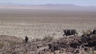 Legged Robot Testing in Desert [upl. by Willy]