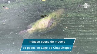 ¿Qué le está pasando a los peces en el Lago de Chapultepec [upl. by Yrallih]