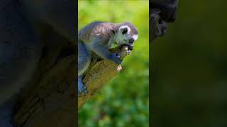 Ringtailed lemur wood kyon khata hai wildlifeofbharat [upl. by Noseyt]