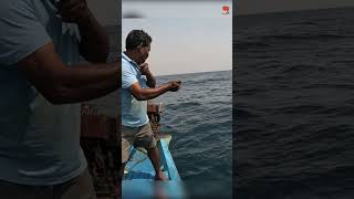 Catching Grouper Fish in the Sea [upl. by Amoreta97]