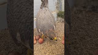 Red Naped Shaheen on her eggs laying torrentfalcons falconry [upl. by Gerik]