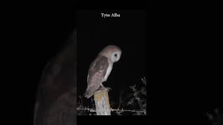 Barn Owl  tyto alba birdwatching [upl. by Meagher]