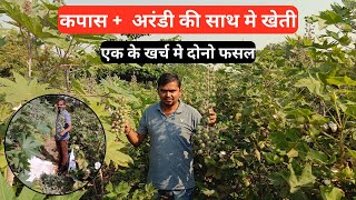 Cotton  Castor farming  kapas ke sath Arandi ki kheti  farming cotton castor [upl. by Dez]