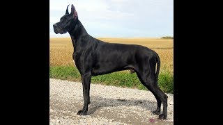 4 you  Funniest Great Dane Videos [upl. by Sweet316]