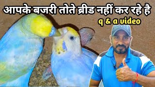 Q amp A Video For Birds Information  bajrigar birds breeding problems amp solution [upl. by Katrine]