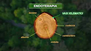 Endoterapia Toscana  La cura degli alberi rispettando lambiente [upl. by Newberry]