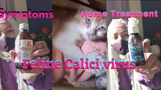 Caliciviral arthritis aka Limping kitten syndrome [upl. by Neeluj]