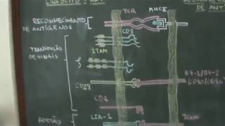 Imunologia  Ativação de Células T [upl. by Costanzia47]