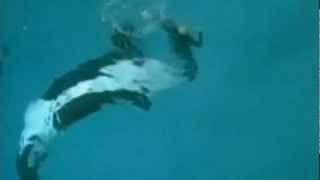 Killer whale drags trainer underwater at SeaWorld San Diego [upl. by Halehs]