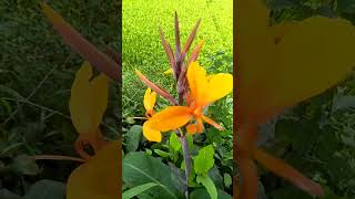 freshness with flowers flowers gardening nature shortfeed shorts viral [upl. by Hairu]