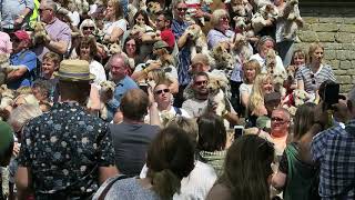 Wire haired fox terriers on the steps at the 2nd national fox terrier meet at Chatsworth house 2019 [upl. by Idnak502]