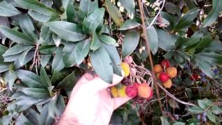 فاكهة ساسنو  فاكهة القطلب  Arbutus unedo [upl. by Drofniw]