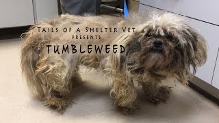 Tumbleweeds Transformation  Doggie Makeover  Tails of a Shelter Vet [upl. by Norramic868]