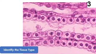 New Epithelial Tissue Virtual Flash Cards for Anatomy Quiz and Practical Exam [upl. by Einnoj]