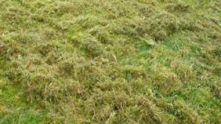 Heavy Moss In Lawn [upl. by Porter]