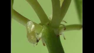 Tachinidae  Aplomya confinis parasite Polyommatus icarus [upl. by Wooster]