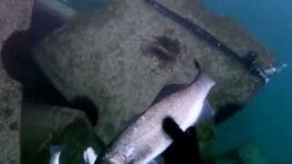 Spearfihing In Alexandria 2013 Sea Bass amp Sea Bream Episode 1  صيد هاربون ألاسكندريه قاروص و دنيس [upl. by Huberman]