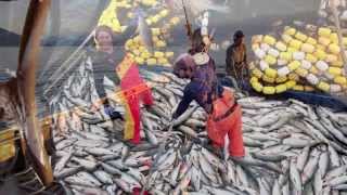 Salmon Seining in SE Alaska 12 [upl. by Esoranna117]