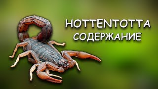 Скорпион Hottentotta  стоит ли заводить новичку Сила ЯДА  Размножение [upl. by Erich570]