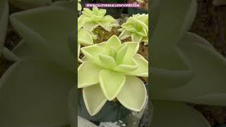 Pinguicula ehlersiae x gigantea [upl. by Sterner]