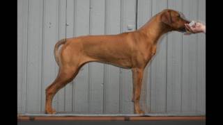 a Rhodesian Ridgeback growing I [upl. by Lucina]