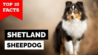 Shetland Sheepdog  Top 10 Facts Sheltie [upl. by Adnilec663]