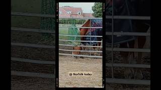 Pretty Horse at Snettisham Park 🐴🐎🌳 [upl. by Vickey]