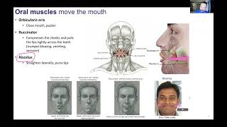 Ch11 slides 112  Axial Muscles  Muscles of Facial Expression and Mastication [upl. by Brandice]