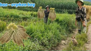 The orphan boy Bao weaved the house walls He went to collect fallen rice to sell [upl. by Rhonda576]