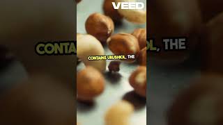 YES Cashews Are Actually Poisonous  VEED [upl. by Victorie]