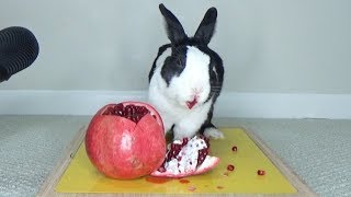 Rabbit Eating Pomegranate Like a Messy Beast ASMR [upl. by Bej]