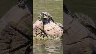 red eared slider turtles in california [upl. by Chessy]