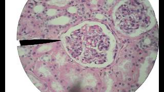 Histology for Beginners [upl. by Renruojos426]