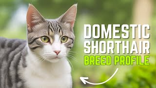 Domestic Shorthair Cats Everything You Need to Know About Owning One  Pet Insider [upl. by Maro174]