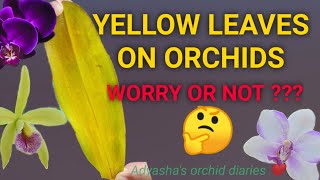 Yellow leaves on orchid  what is normal what is not Diseasepestmechanical damage [upl. by Sumer]