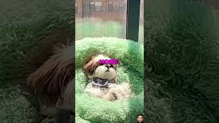 Puppy Humiliated 😂😂😂 funny shortvideo youtubeshorts short [upl. by Phonsa307]