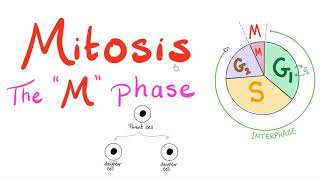 Mitosis  Cell Division  The M Phase of the Cell Cycle  Biology for MCAT DAT SAT ACT AP Bio [upl. by Uile346]