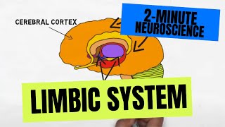 2Minute Neuroscience Limbic System [upl. by Enitsud]