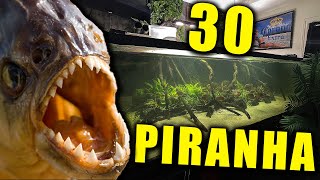 feeding piranhas live compilation 2017 piranhas fishing [upl. by Nonnahc]